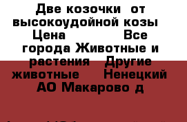 Две козочки  от высокоудойной козы › Цена ­ 20 000 - Все города Животные и растения » Другие животные   . Ненецкий АО,Макарово д.